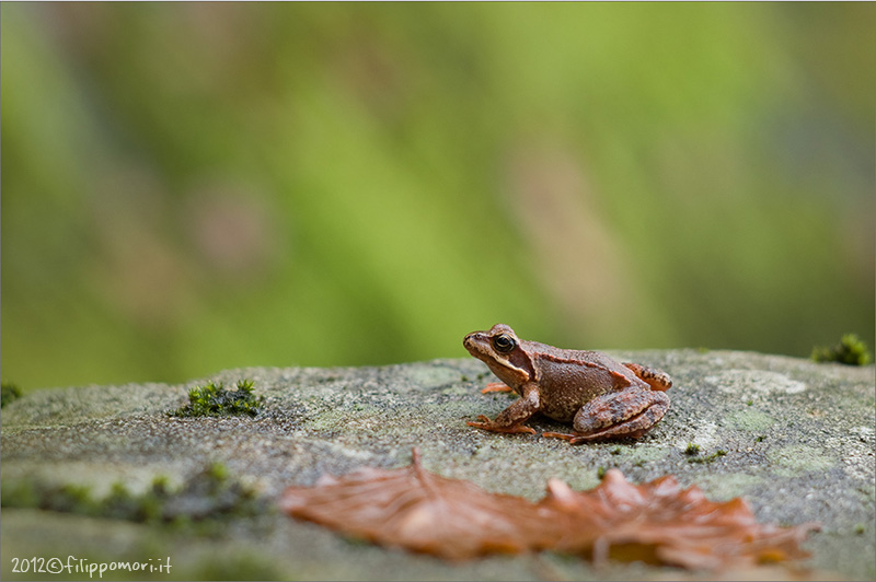 Da identificare - Rana temporaria